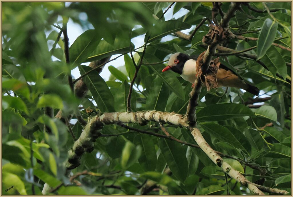 Red-billed Helmetshrikeadult