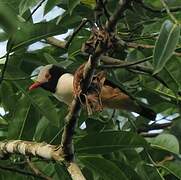 Red-billed Helmetshrike