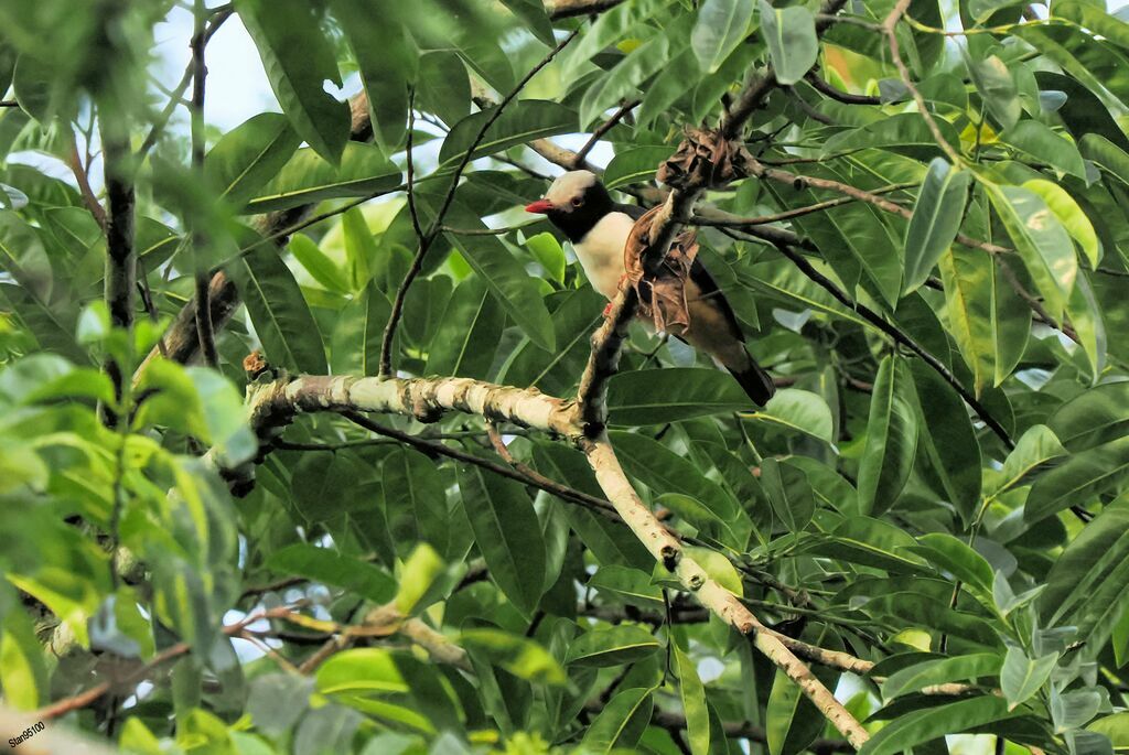 Red-billed Helmetshrikeadult