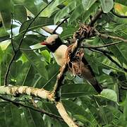 Red-billed Helmetshrike