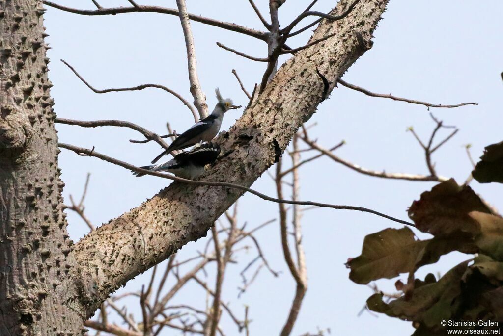 White-crested Helmetshrikeadult breeding