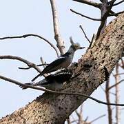 White-crested Helmetshrike