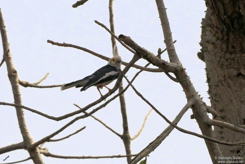 White-crested Helmetshrikeadult breeding