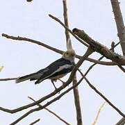 White-crested Helmetshrike