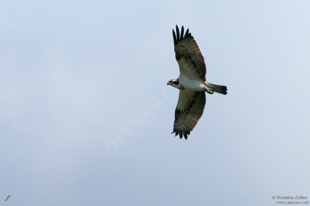 Western Ospreyadult