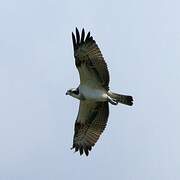 Western Osprey