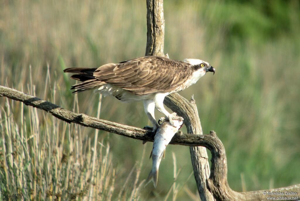 Balbuzard pêcheuradulte nuptial