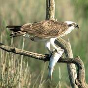 Western Osprey