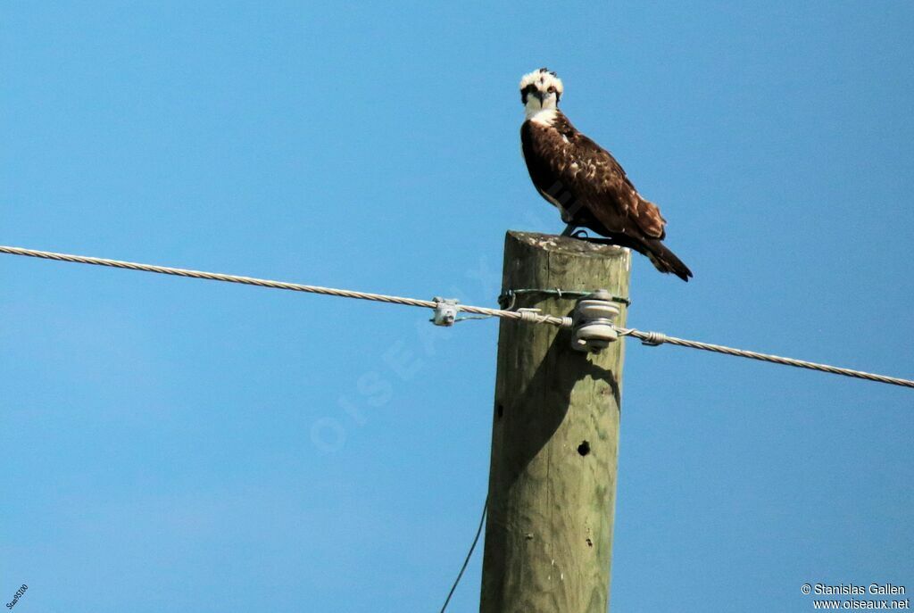 Western Ospreyadult transition