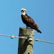 Western Osprey