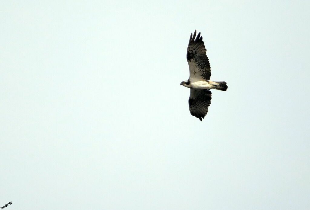 Ospreyadult, Flight