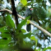 Black Nunbird