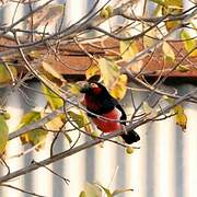 Bearded Barbet