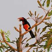 Bearded Barbet