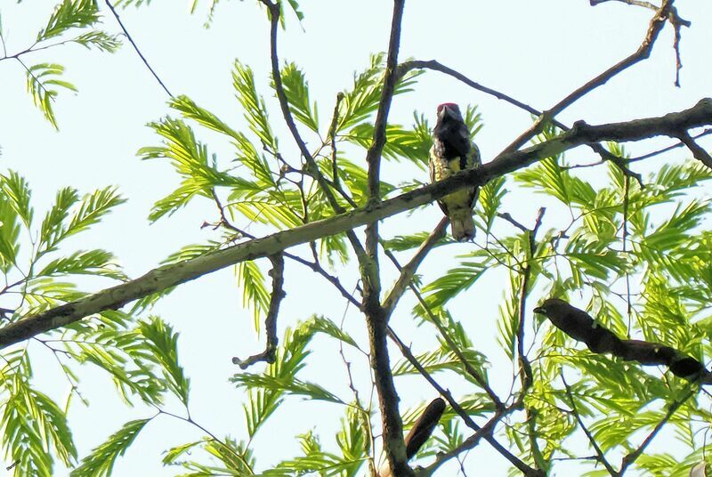 Yellow-spotted Barbet male adult breeding