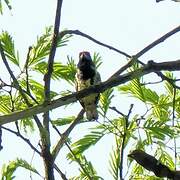 Yellow-spotted Barbet