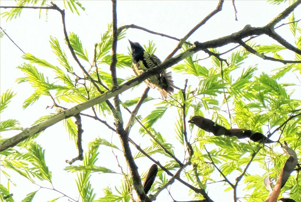 Yellow-spotted Barbet male adult breeding