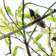 Yellow-spotted Barbet