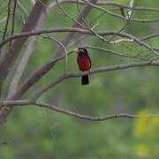 Double-toothed Barbet