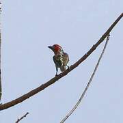 Vieillot's Barbet