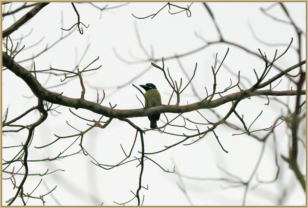 Hairy-breasted Barbet male adult