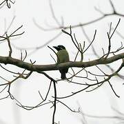 Hairy-breasted Barbet