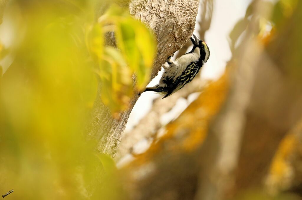 Acacia Pied Barbet male adult breeding, Reproduction-nesting