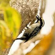 Acacia Pied Barbet