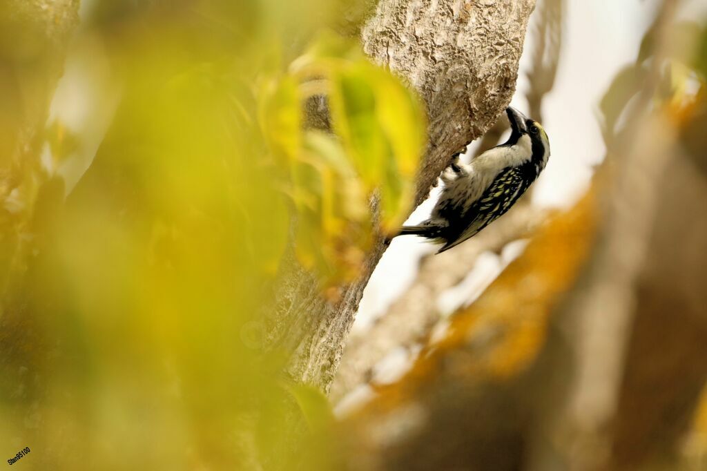 Acacia Pied Barbet male adult breeding, Reproduction-nesting