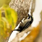 Acacia Pied Barbet