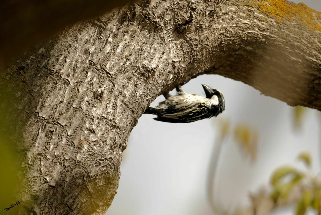 Acacia Pied Barbet male adult, Reproduction-nesting