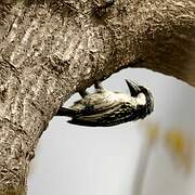 Acacia Pied Barbet