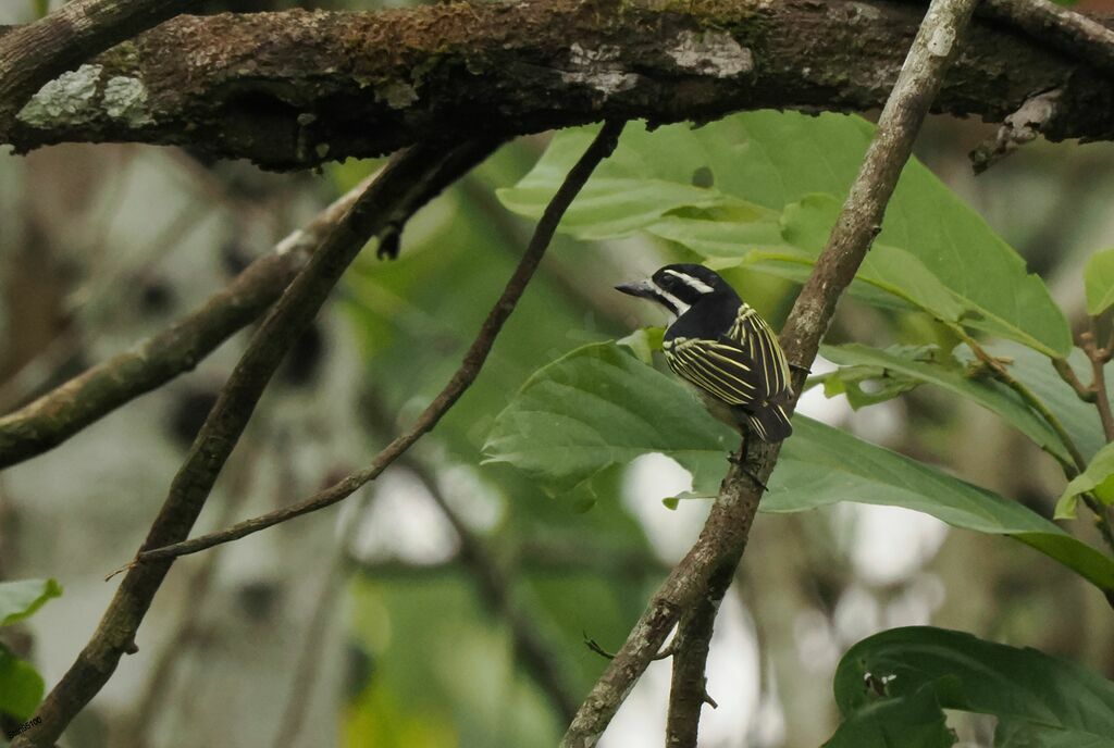 Yellow-rumped Tinkerbirdadult breeding