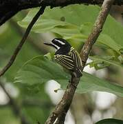 Yellow-rumped Tinkerbird