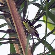 Red-rumped Tinkerbird