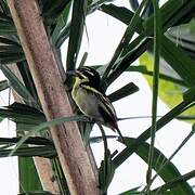 Red-rumped Tinkerbird