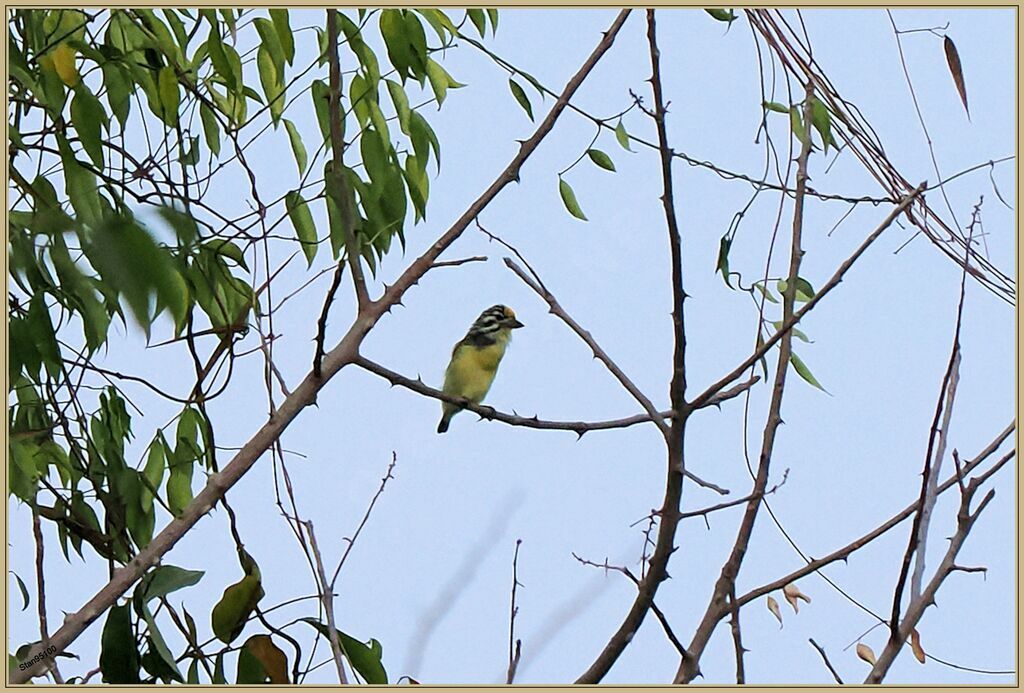 Yellow-fronted Tinkerbird male adult