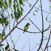 Yellow-fronted Tinkerbird