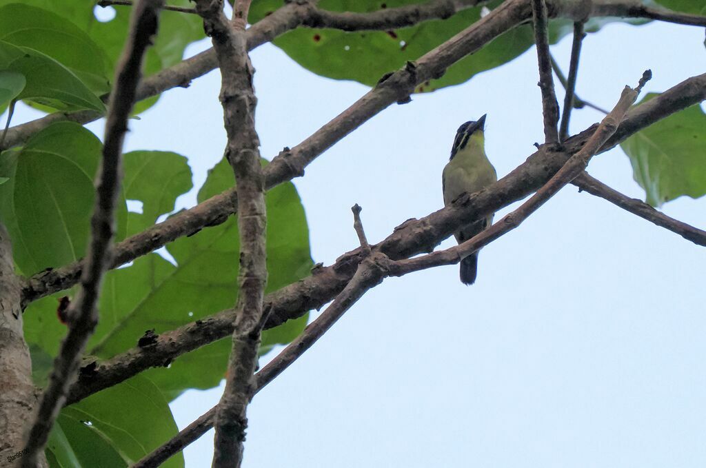 Yellow-throated Tinkerbird male adult