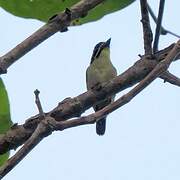 Yellow-throated Tinkerbird