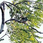 Coppersmith Barbet