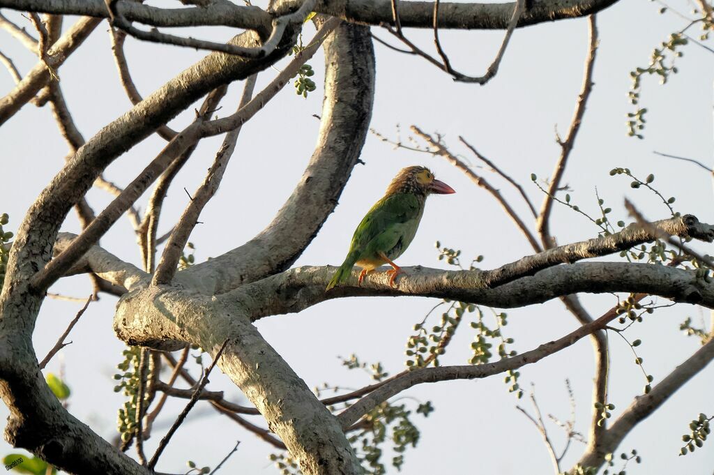 Brown-headed Barbetadult