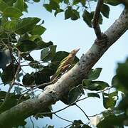 Lineated Barbet