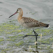 Black-tailed Godwit