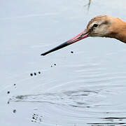 Black-tailed Godwit