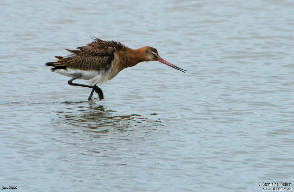 Black-tailed Godwitadult transition, walking