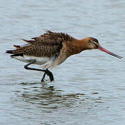 Black-tailed Godwit