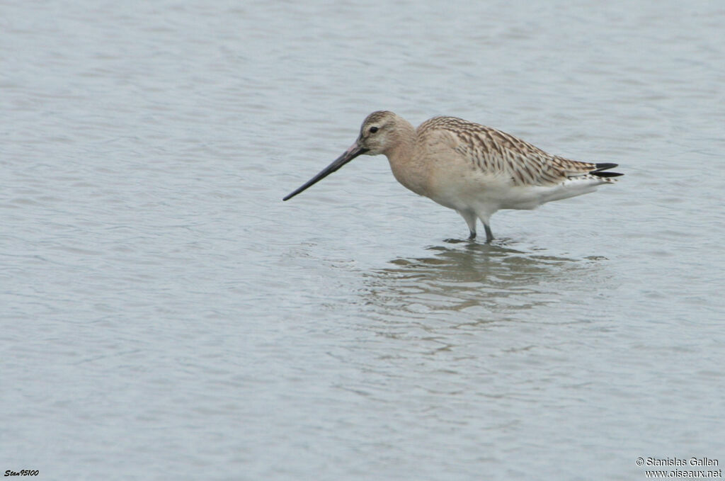 Bar-tailed Godwitadult transition, close-up portrait