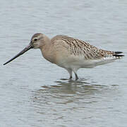 Bar-tailed Godwit