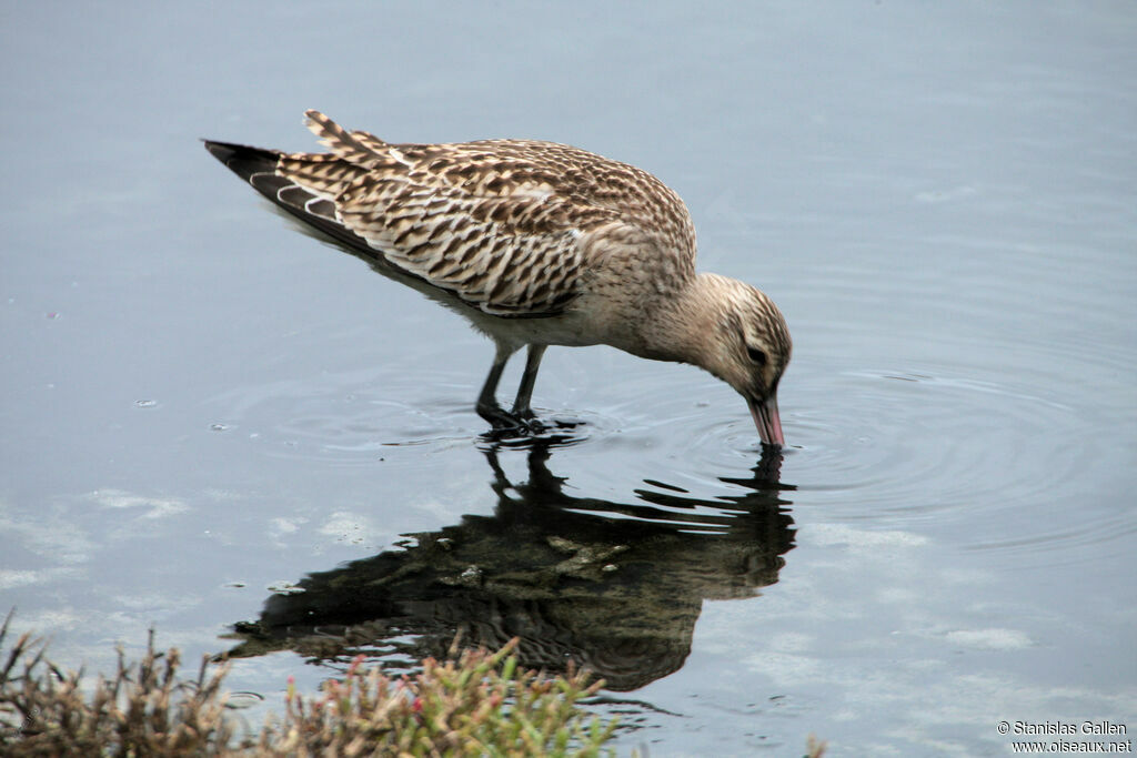 Bar-tailed Godwitadult transition, close-up portrait, eats